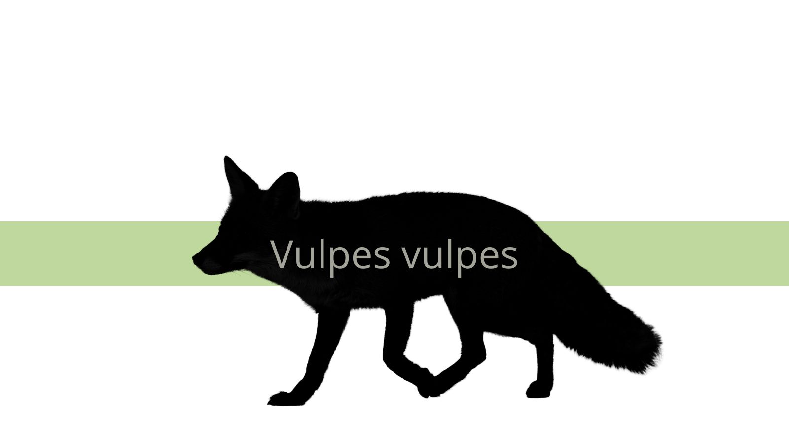 Ræv